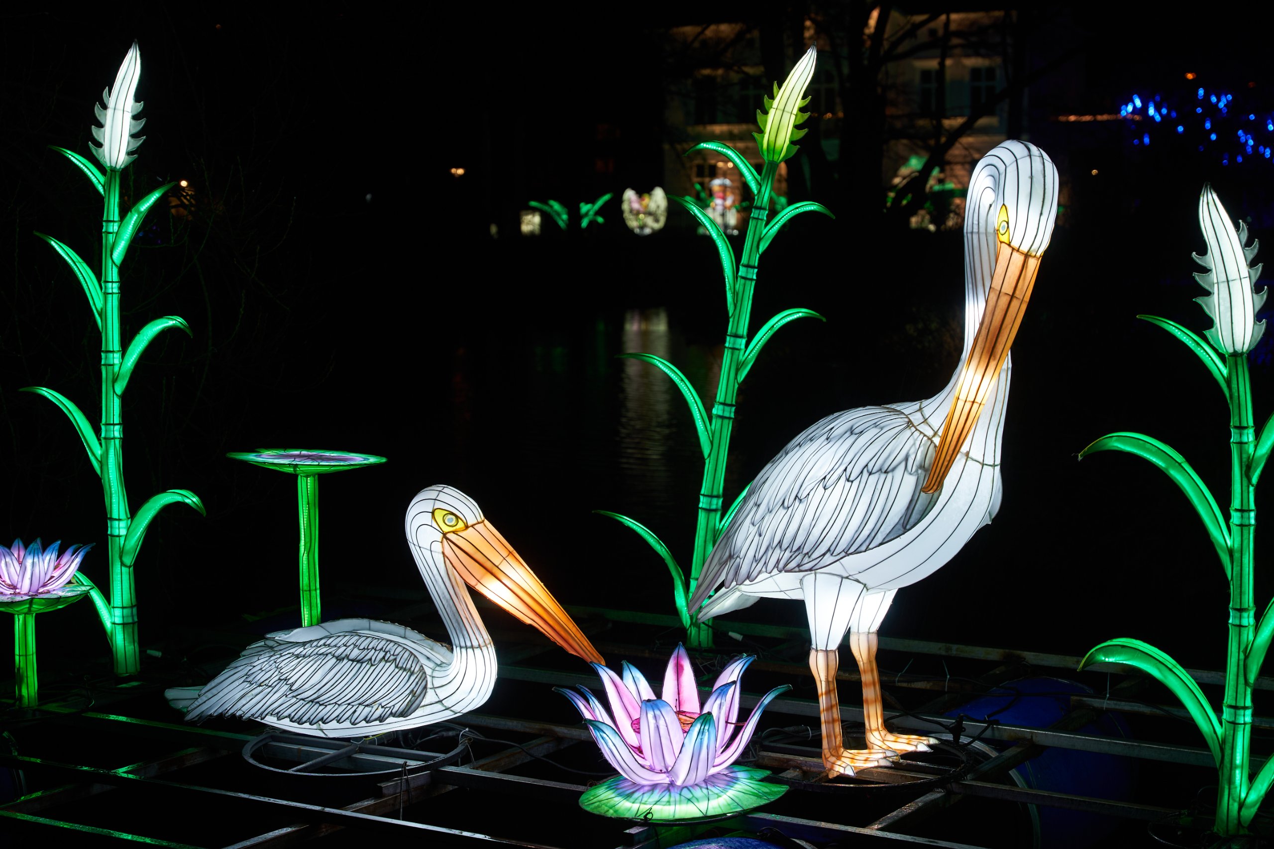 2024 01 03 Köln Zoo China Lights 1106